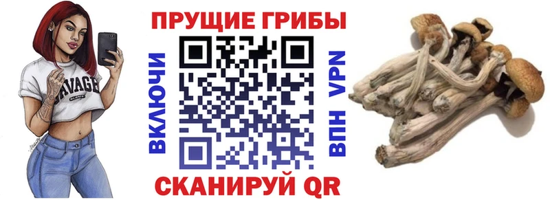 что такое Полевской Псилоцибиновые грибы Cubensis